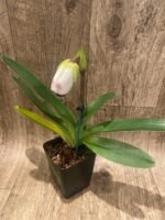 In Spike Paph. Winston Churchill 'Indomitable' fcc/aos x Paph. Aladdin 'Masterpiece' AM/AOS (3.5' pot) - Image 3