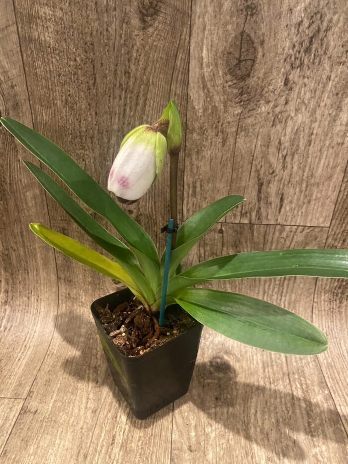 In Spike Paph. Winston Churchill 'Indomitable' fcc/aos x Paph. Aladdin 'Masterpiece' AM/AOS (3.5' pot) - Image 3