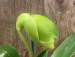 In Spike Paph. Hawaiian Shamrock 'May Flower' × Paph. Katai's Golden Emerald 'Twin Sisters' (3.5” pot)