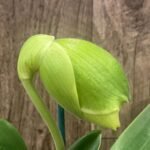 In Spike Paph. Hawaiian Shamrock 'May Flower' × Paph. Katai's Golden Emerald 'Twin Sisters' (3.5” pot)