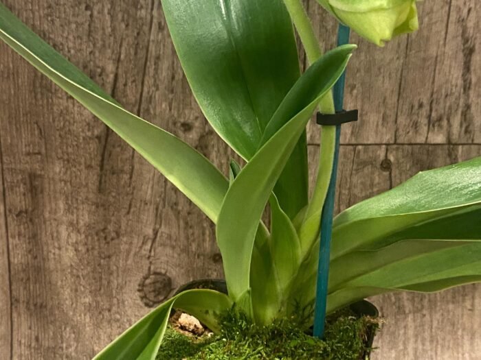 In Spike Paph. Hawaiian Shamrock 'May Flower' × Paph. Katai's Golden Emerald 'Twin Sisters' (3.5” pot) - Image 4