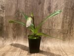 In Spike Paph. Hawaiian Flush 'Super Wide Petal' × Paph. Jaeger 'Double Power' (3.5” pot) - Image 2