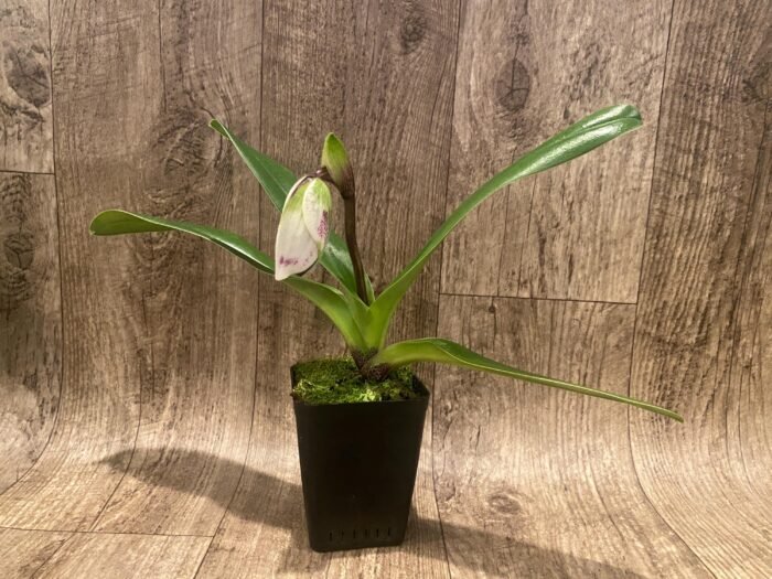 In Spike Paph. Hawaiian Flush 'Super Wide Petal' × Paph. Jaeger 'Double Power' (3.5” pot) - Image 2