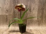 In Spike Paph. Marble Marie 'Fusion' x Paph. Yellow Leopard '#3’ (3.5” pot) - Image 2