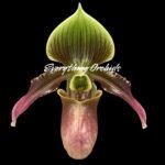 In Spike Paph. Aga'pe (urbanianum x appletonianum) (2" pot)