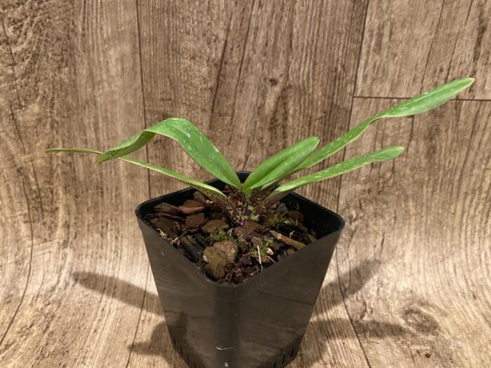Paph. charlesworthii x self (3.5" pot) - Image 3