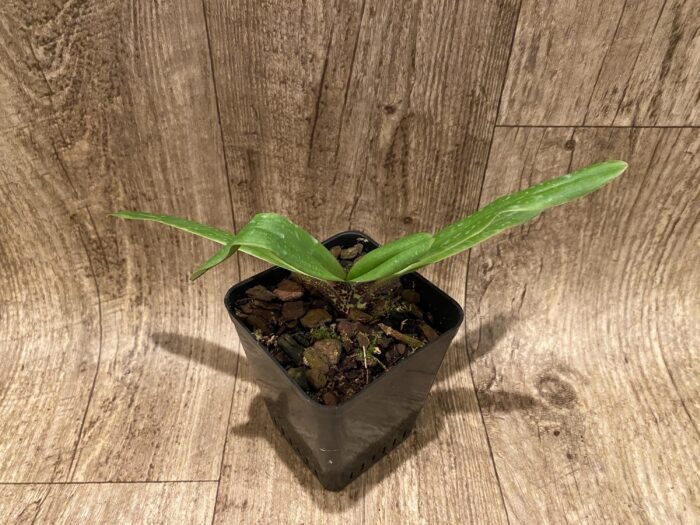 Paph. charlesworthii x self (3.5" pot) - Image 4