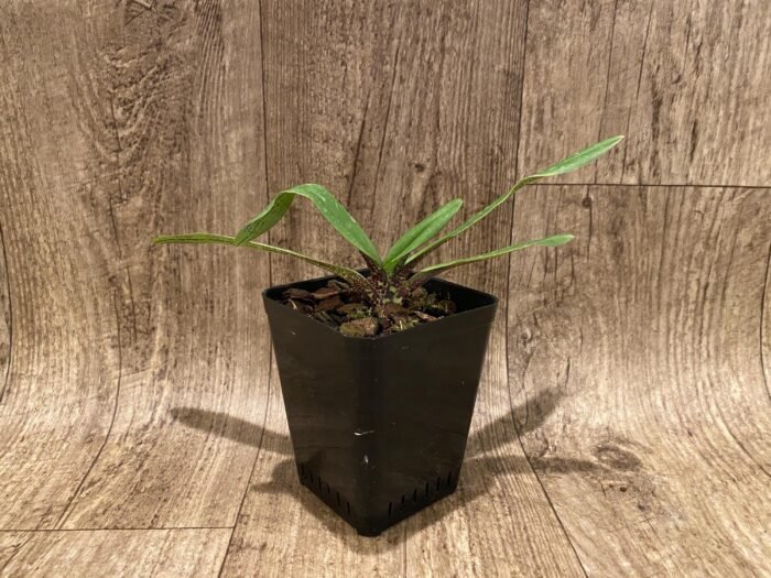 Paph. charlesworthii x self (3.5" pot) - Image 5