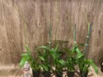Tall Spikes - Oncidium Sweet Sugar 'Lemon Drop' HCC/AOS  (3.5” Pot) - Image 4