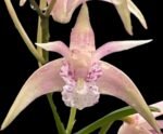 Dendrobium Ellen (Den. kingianum × tetragonum)