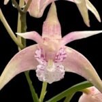 Dendrobium Ellen (Den. kingianum × tetragonum)