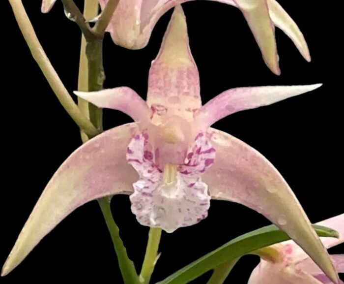 Dendrobium Ellen (Den. kingianum × tetragonum)
