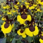 Gomesa Jiaho Queen 'Jia Ho' FCC/AOS (2.25” pot)