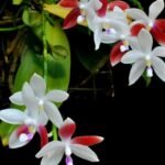 In Spike Phalaenopsis tetraspis 'C1' (MC) (3.5" pot)