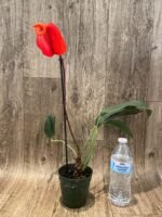Rare Anthurium scherzerianum Dark Red (4.5” pot) - Image 2
