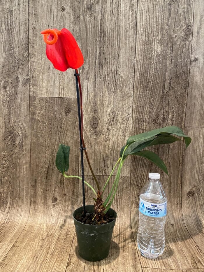 Rare Anthurium scherzerianum Dark Red (4.5” pot) - Image 2