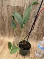 Rare Anthurium scherzerianum Dark Red (4.5” pot) - Image 4