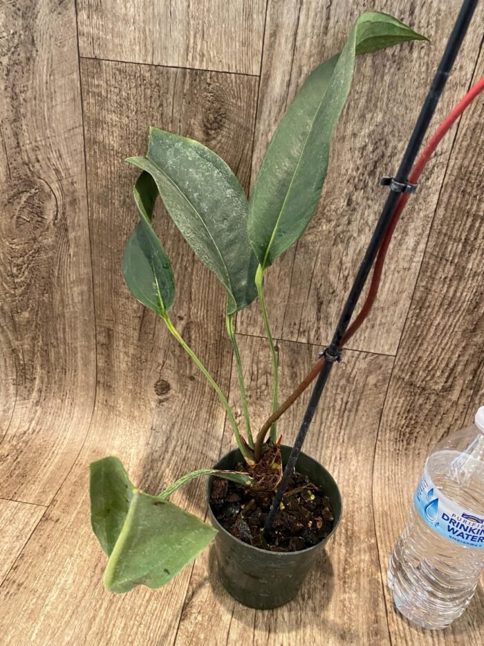 Rare Anthurium scherzerianum Dark Red (4.5” pot) - Image 4