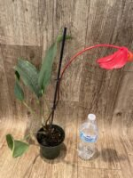 Rare Anthurium scherzerianum Dark Red (4.5” pot) - Image 5