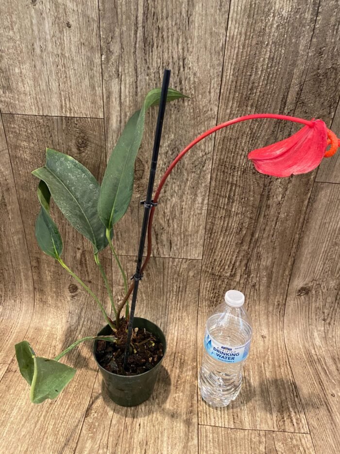 Rare Anthurium scherzerianum Dark Red (4.5” pot) - Image 5