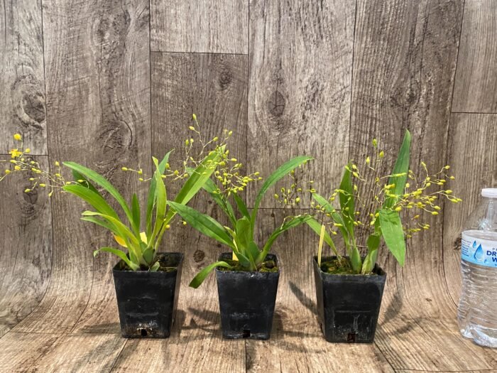 In Spikes Oncidium Twinkle ‘Yellow Sunlight’ (3.5” Pot) - Image 2