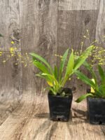 In Spikes Oncidium Twinkle ‘Yellow Sunlight’ (3.5” Pot) - Image 4