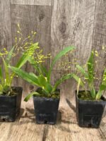 In Spikes Oncidium Twinkle ‘Yellow Sunlight’ (3.5” Pot) - Image 5