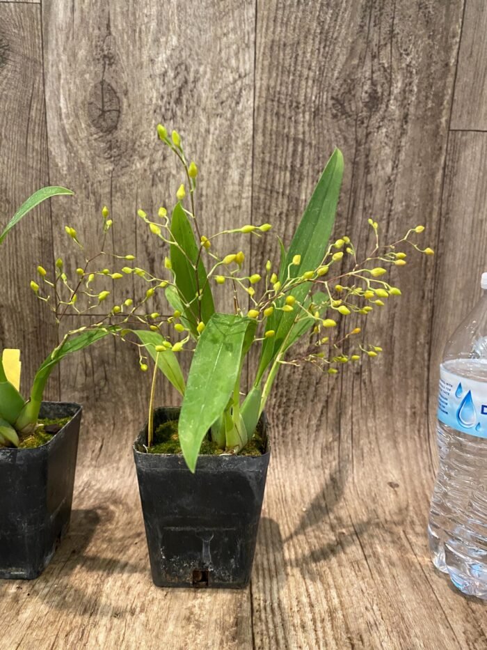 In Spikes Oncidium Twinkle ‘Yellow Sunlight’ (3.5” Pot) - Image 6