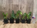 RIc. Star of Siam (3.5 pot) - Image 2