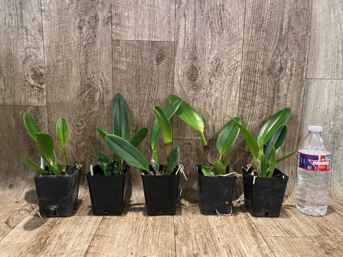 RIc. Star of Siam (3.5 pot) - Image 2