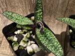 IN SPIKE Paph. delenatii v. vinicolor x sib 'Dark' (3.5” pot) - Image 7