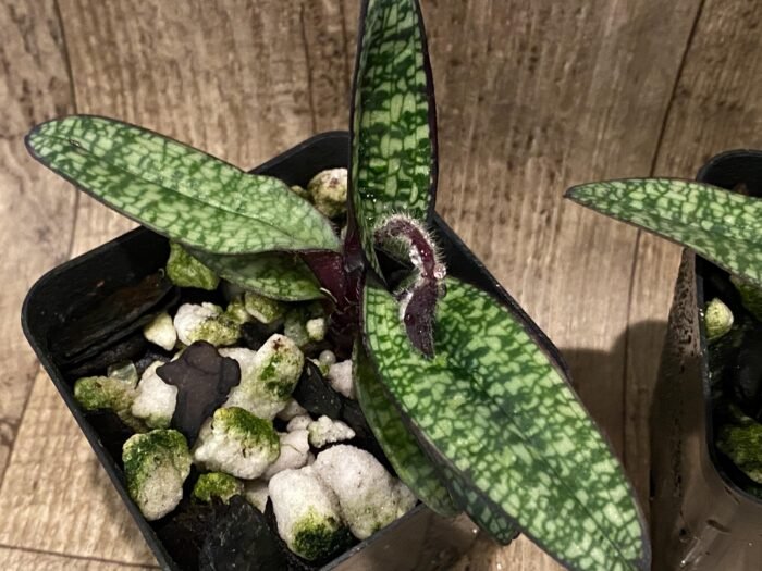 IN SPIKE Paph. delenatii v. vinicolor x sib 'Dark' (3.5” pot) - Image 7