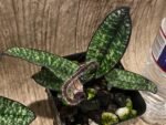 IN SPIKE Paph. delenatii v. vinicolor x sib 'Dark' (3.5” pot) - Image 9