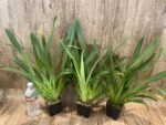 In Spikes Miltoniopsis Lennart Karl Gottling 'Red Rim'(Timberline x Pearl Ono) Large Multi-growths (3.5" pot) - Image 3