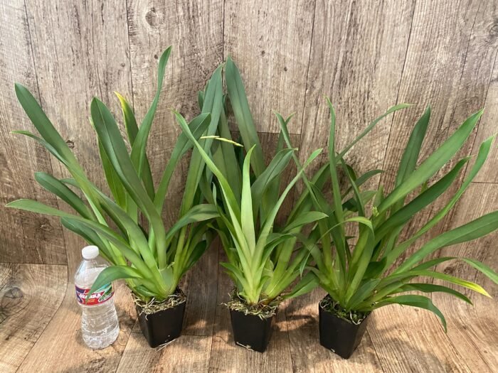 In Spikes Miltoniopsis Lennart Karl Gottling 'Red Rim'(Timberline x Pearl Ono) Large Multi-growths (3.5" pot) - Image 3