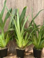 In Spikes Miltoniopsis Lennart Karl Gottling 'Red Rim'(Timberline x Pearl Ono) Large Multi-growths (3.5" pot) - Image 5