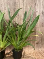 In Spikes Miltoniopsis Lennart Karl Gottling 'Red Rim'(Timberline x Pearl Ono) Large Multi-growths (3.5" pot) - Image 6