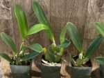 Lc. Busy Bev ‘Blue Jewel’ (3.5” pot) - Image 4