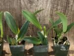 Lc. Busy Bev ‘Blue Jewel’ (3.5” pot) - Image 5
