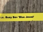 Lc. Busy Bev ‘Blue Jewel’ (3.5” pot) - Image 7