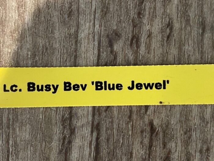 Lc. Busy Bev ‘Blue Jewel’ (3.5” pot) - Image 7