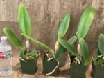 In Sheath Pot. Tokyo Bay "Victory'’ (3.5” pot) - Image 10