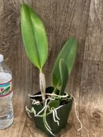 Lc. Robert Strait 'Islander Delight' (3.5 pot) - Image 4