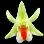 In Buds Dendrobium Chanicha Queen Star (Frosty Dawn x cruentum) (3.5” Pot)