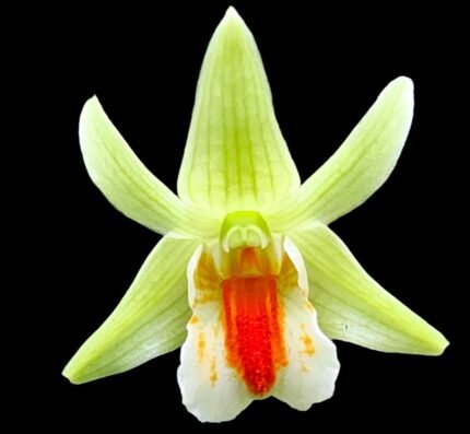 In Buds Dendrobium Chanicha Queen Star (Frosty Dawn x cruentum) (3.5” Pot)