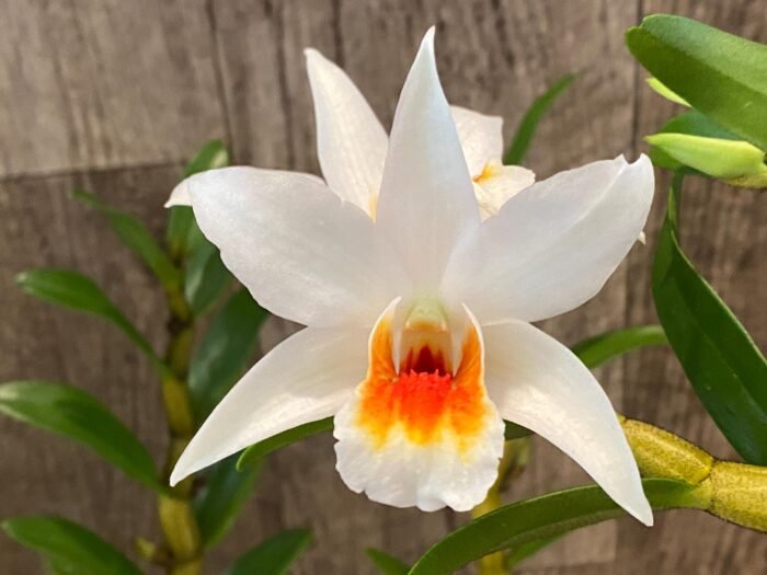 In Buds Dendrobium Lori's Star (Dawn Maree x Lori Tokunaga 4N) (3.5” Pot) - Image 2