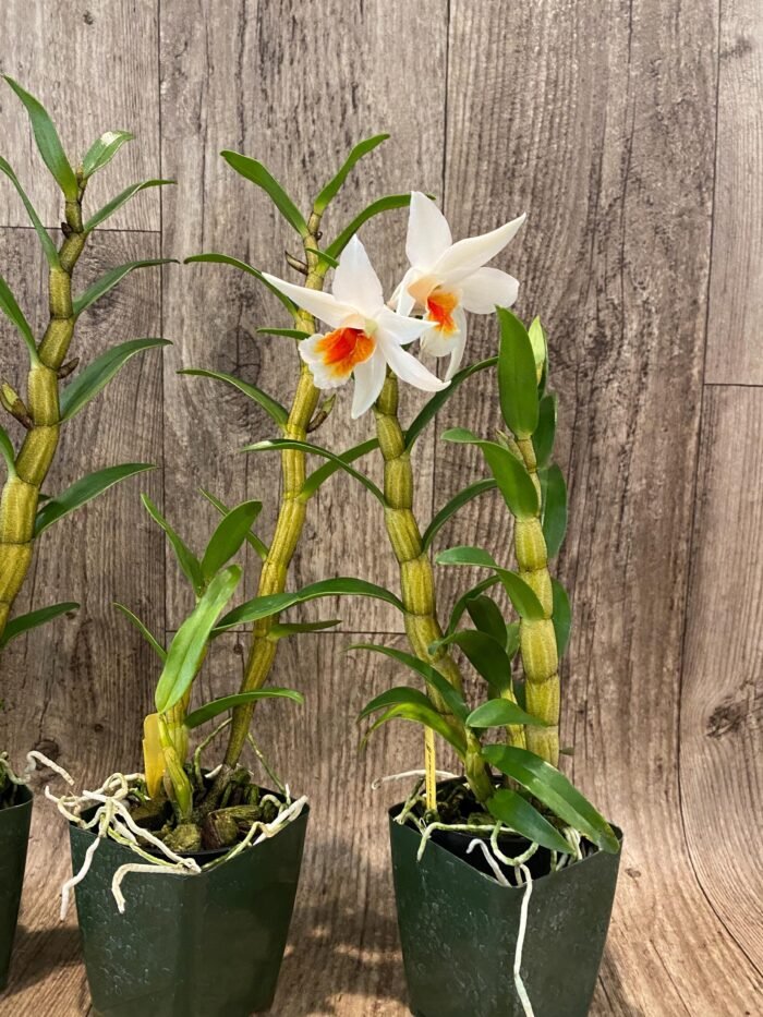 In Buds Dendrobium Lori's Star (Dawn Maree x Lori Tokunaga 4N) (3.5” Pot) - Image 7