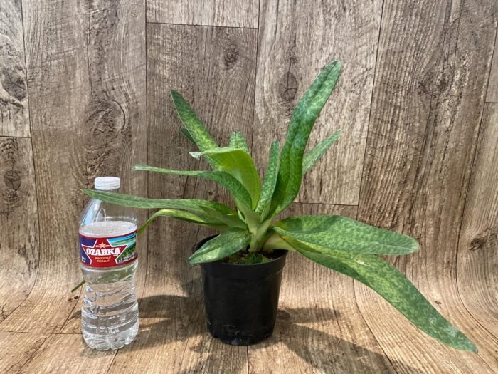 3 Growths Paph. Kolopakingii var. Topperi ‘Crown’ x Greyi alba (5” pot) - Image 3