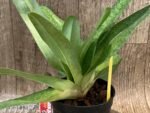 3 Growths Paph. Kolopakingii var. Topperi ‘Crown’ x Greyi alba (5” pot) - Image 6