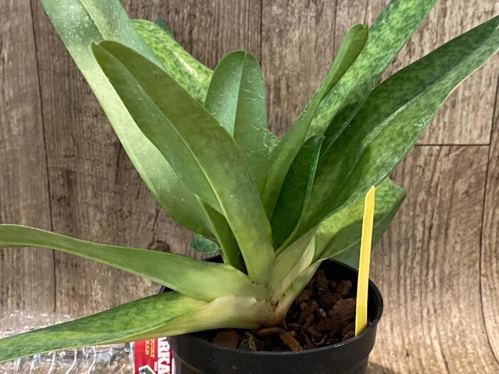 3 Growths Paph. Kolopakingii var. Topperi ‘Crown’ x Greyi alba (5” pot) - Image 6